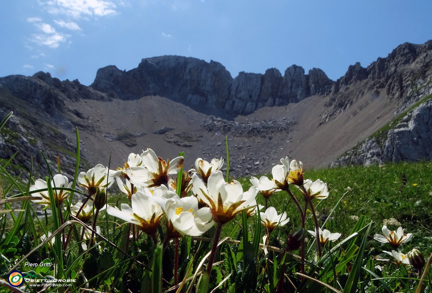 43  Dryas ocotopetala (Camedrio alpino) con vista sui contrafforti nord Arera.JPG